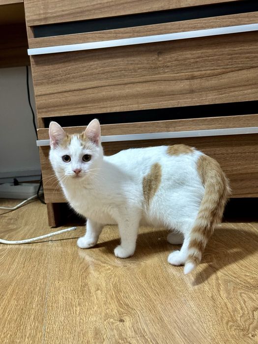 Motanel pentru adoptie