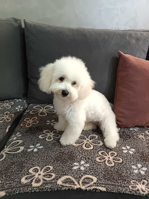 Мини пудел той 4 месеца женско