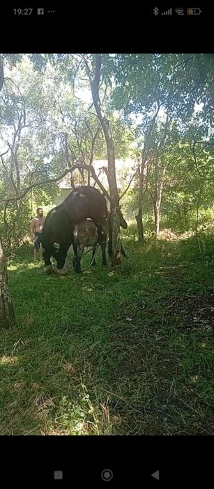 De. Vnzare iapa ani 7   montata  oluna cu manza  luni 2  negociabil la