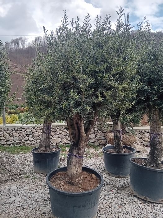Plante ornamentale