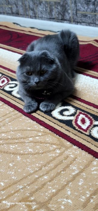 Вязка Чистокровный кот