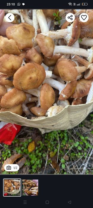 Ghebe de vânzare proaspete