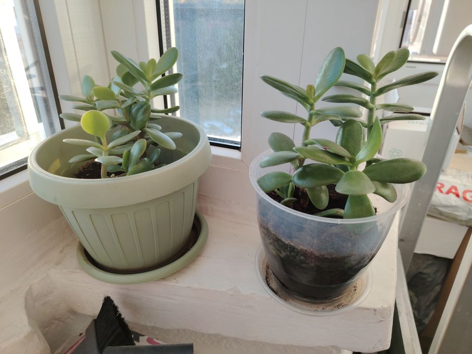 Crassula ovata Arborele de Jad