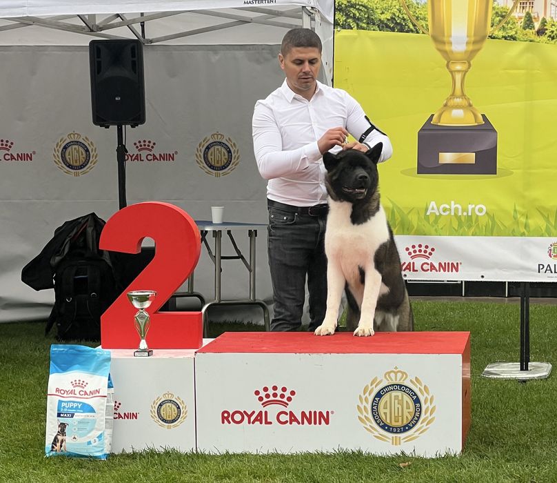 American akita cu pedigree