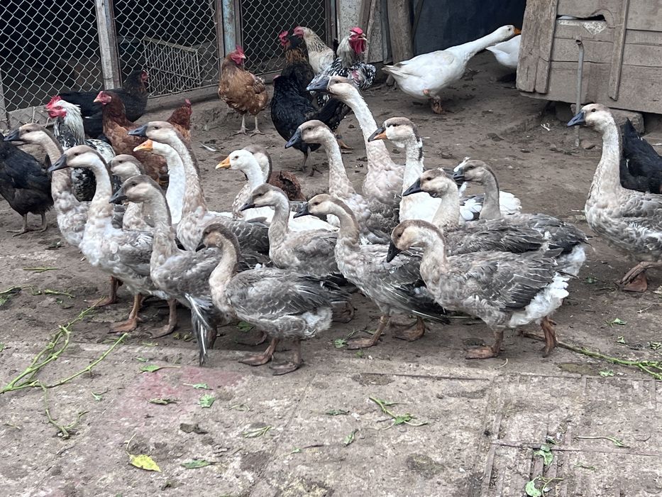 Gasca leseasca africana