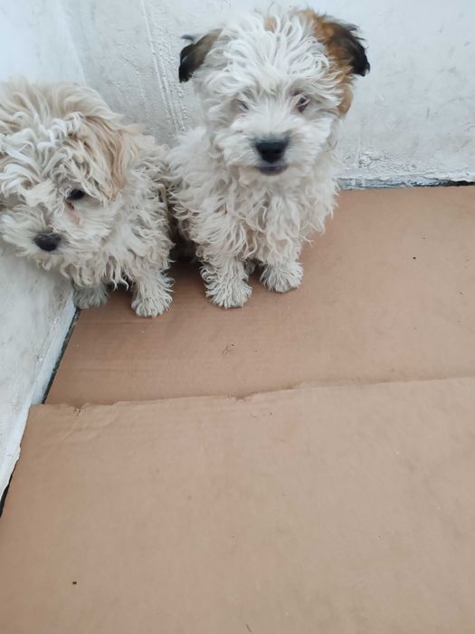 Doua cățelușe bichon