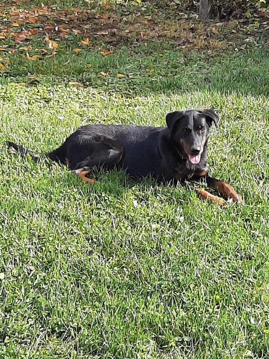 Mascul Beauceron, 28 luni, pedigree premium, parinti campioni