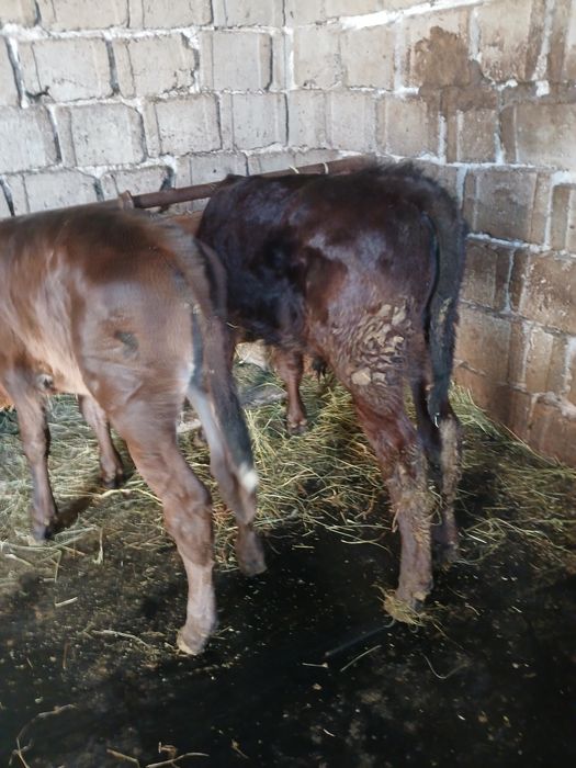 Vând vitea si tauras angus