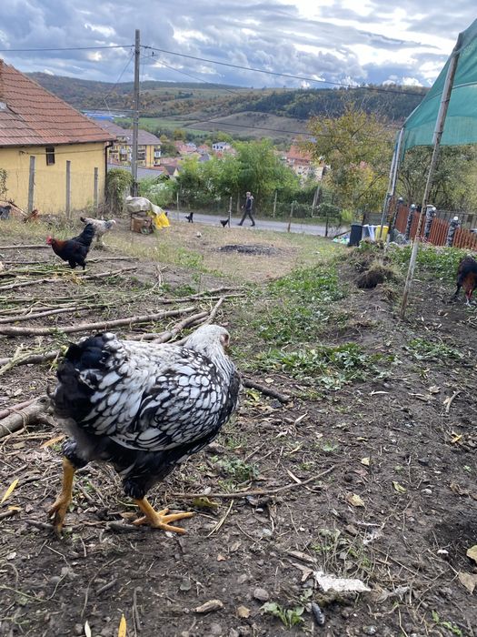 Vand cocosi de 5 luni