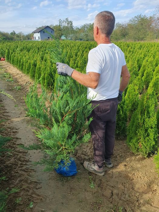 Pret minim garantat, Leylandii super soluție pentru gard viu