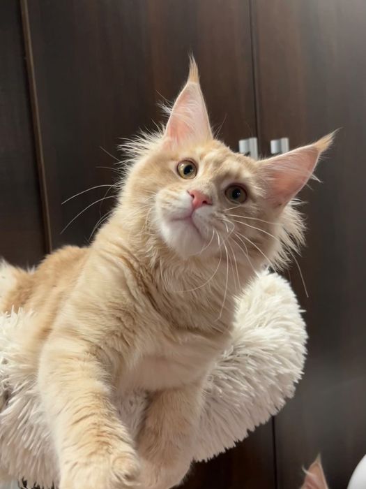 Fetita Maine Coon PEDIGREE Felisa