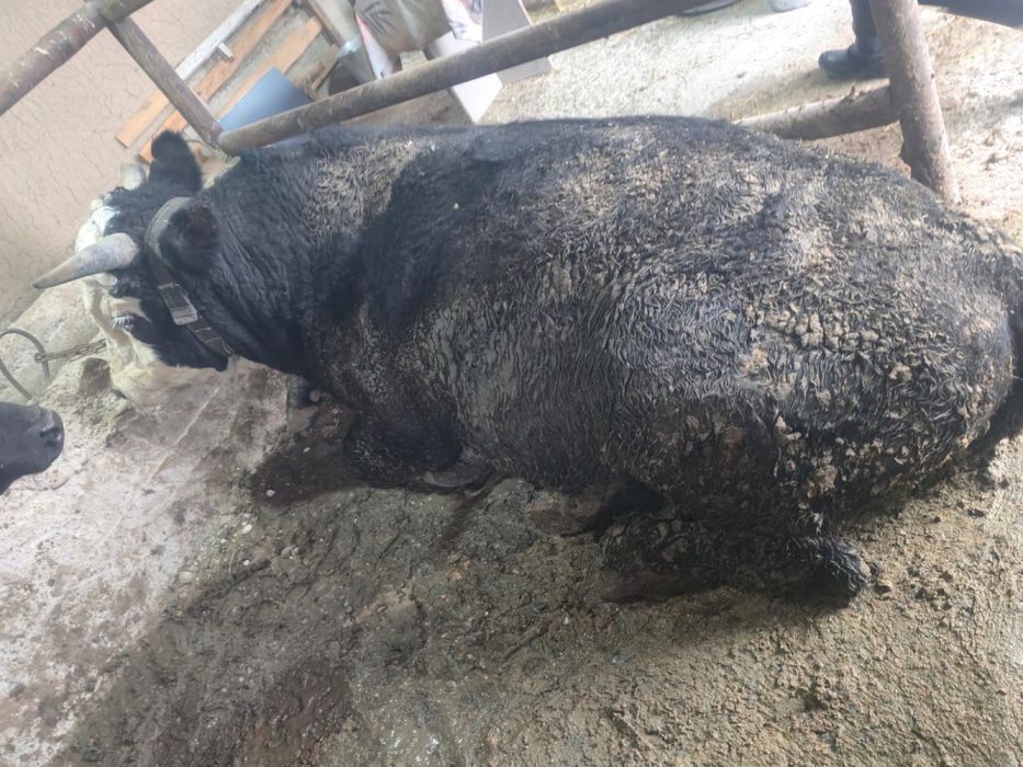 Бука сатылады.