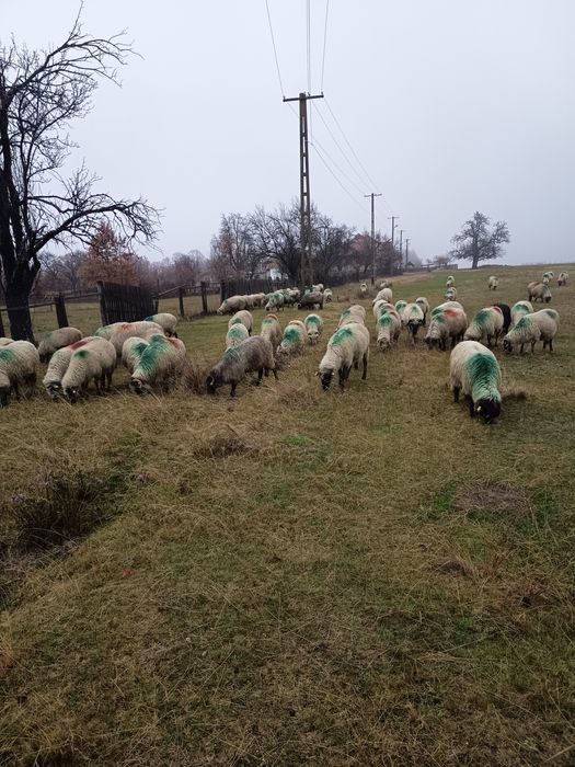 Oi breze și carabase