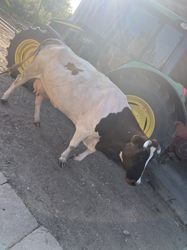 Vaca de vanzare