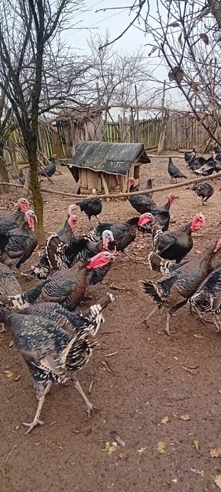 Curcani de vînzare în Balesti gorj