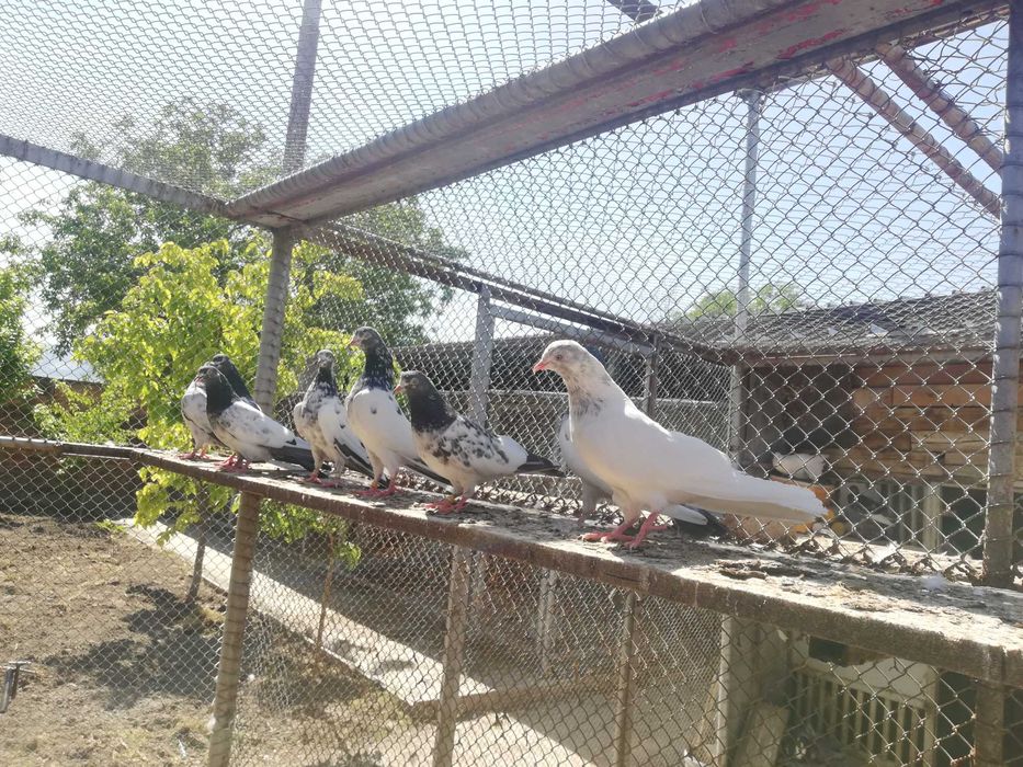 Пакистански гълъби