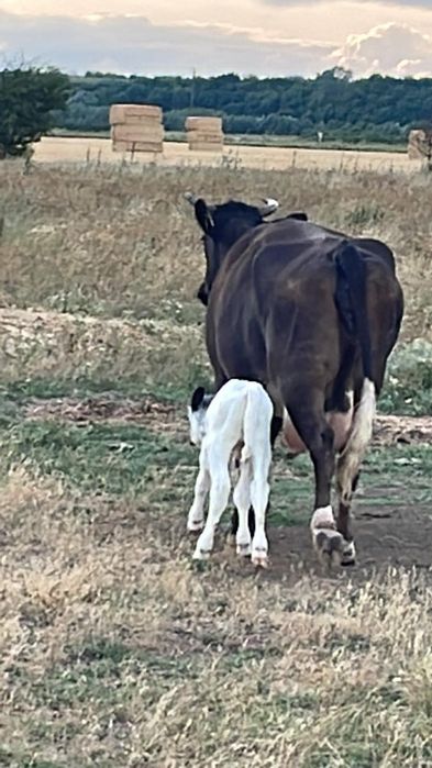 Vaci cu lapte si vitele