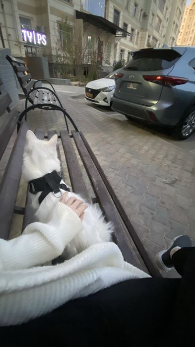 Турецкая ангора