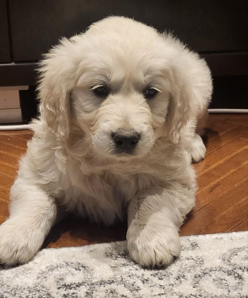 Catel Golden Retriever, parinti cu Pedigree