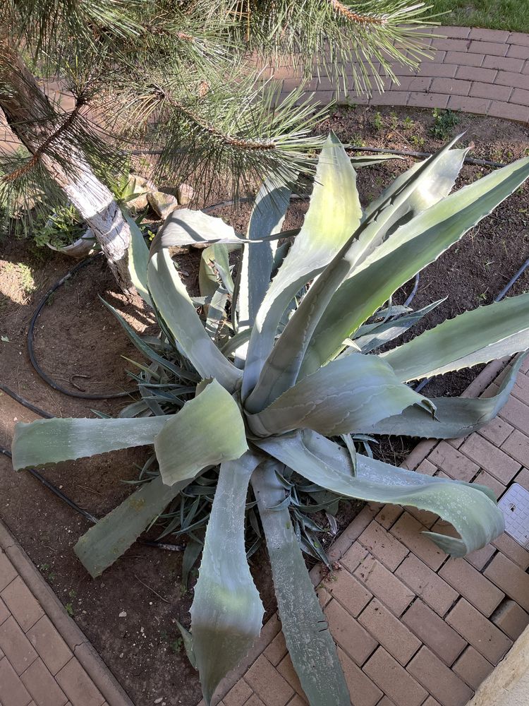 Agava deosebita, 2m diametru
