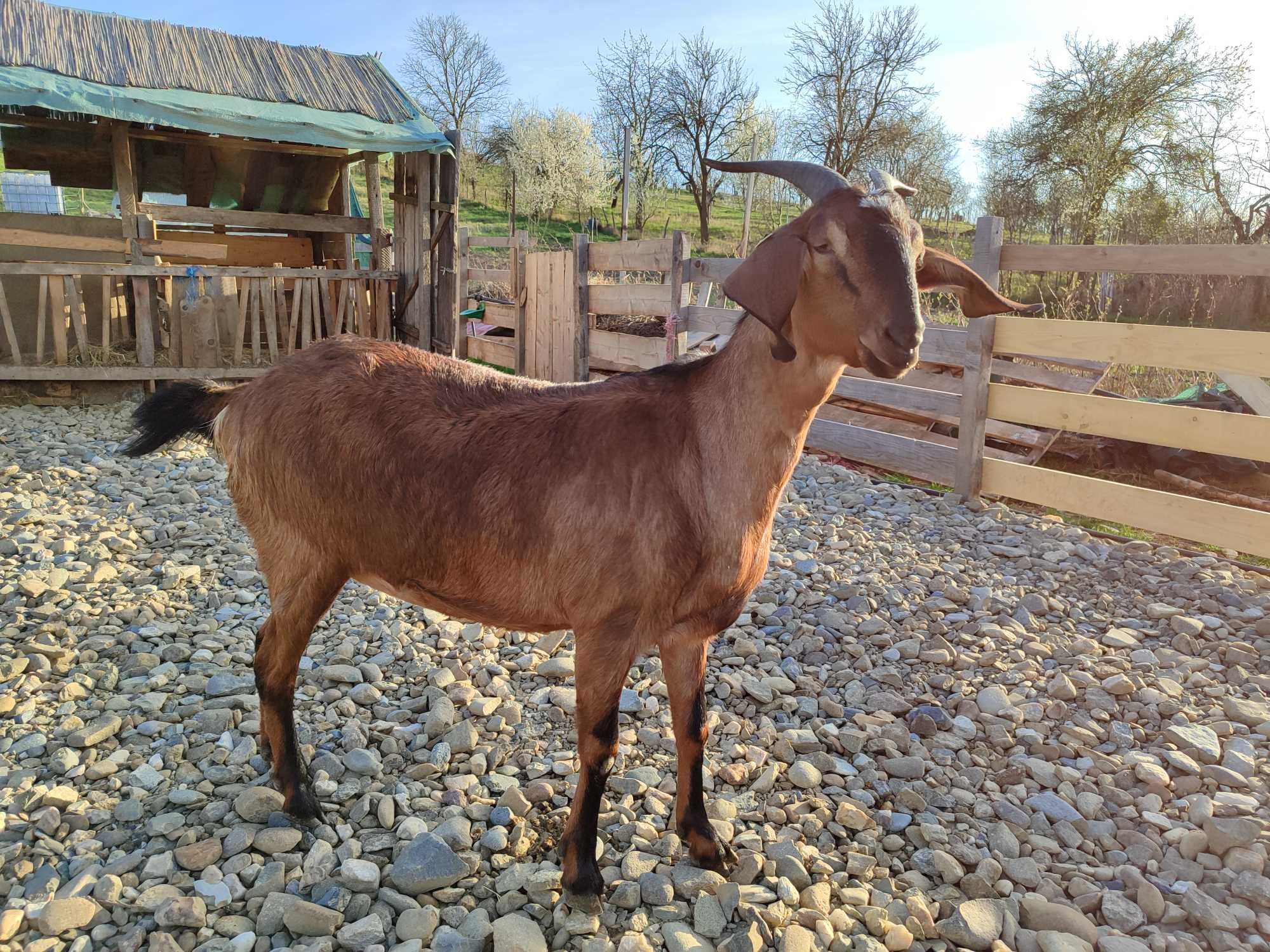 Capra tânără metis anglo nubian de vanzare