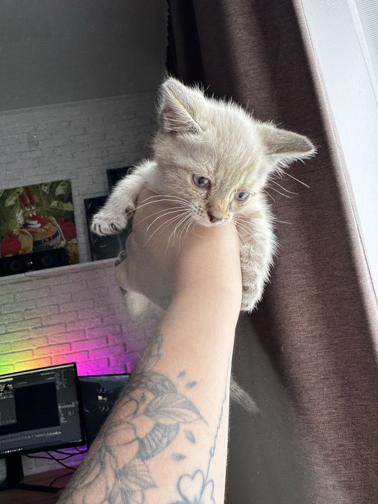 Отдам котенка девочку