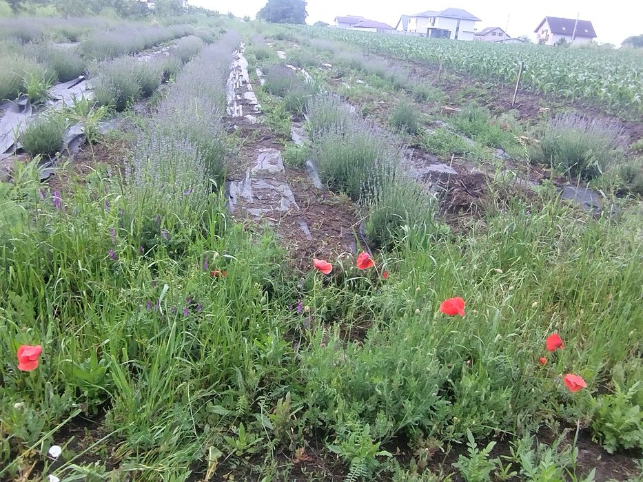 Tufe dezvoltate lavandă parfumată cu înflorire timpurie an 4