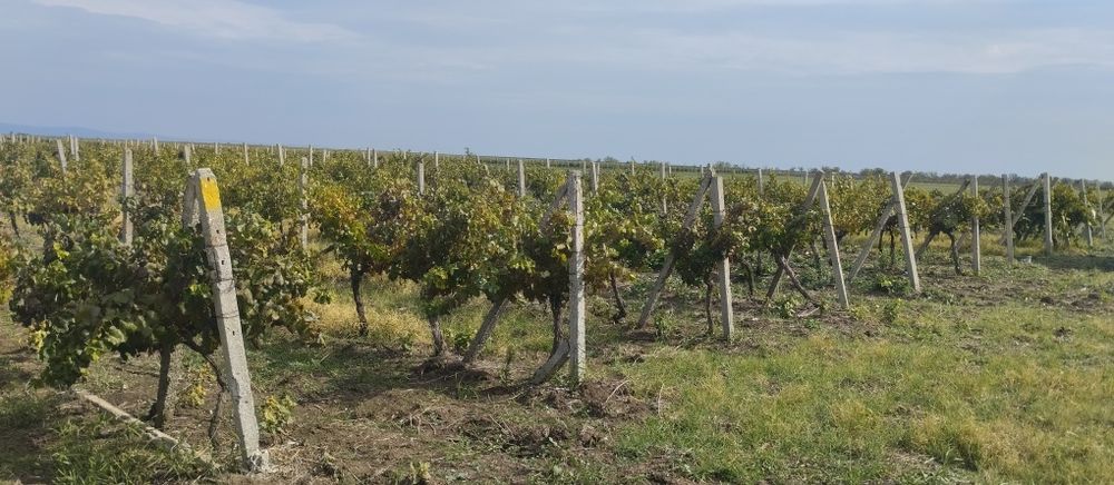 Продавам лозе сорт Каберне гр.Поморие