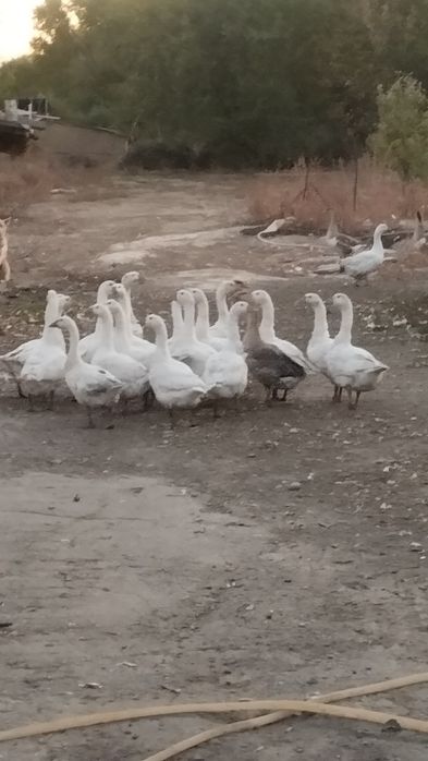 гуси домашние порода Линда