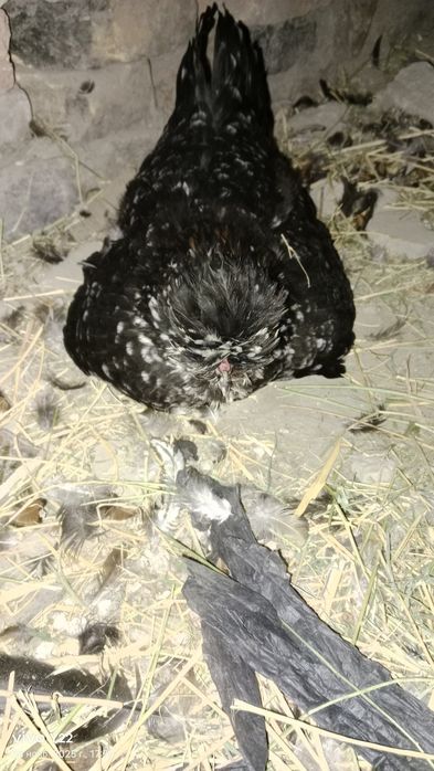 Курк японка сотилади