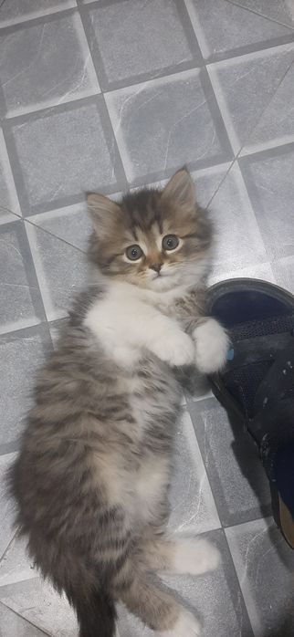 Sotilad 100$ 3 oylik