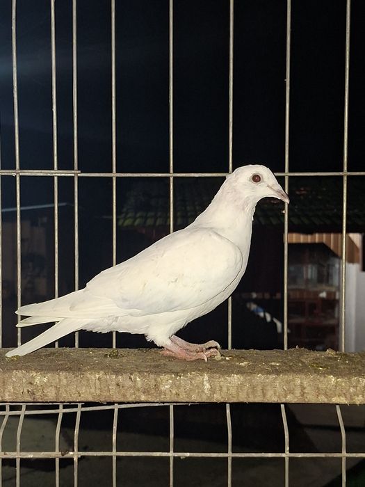 De vânzare porumbei voiajori