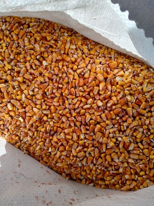 Vând porumb uscat extra calitate