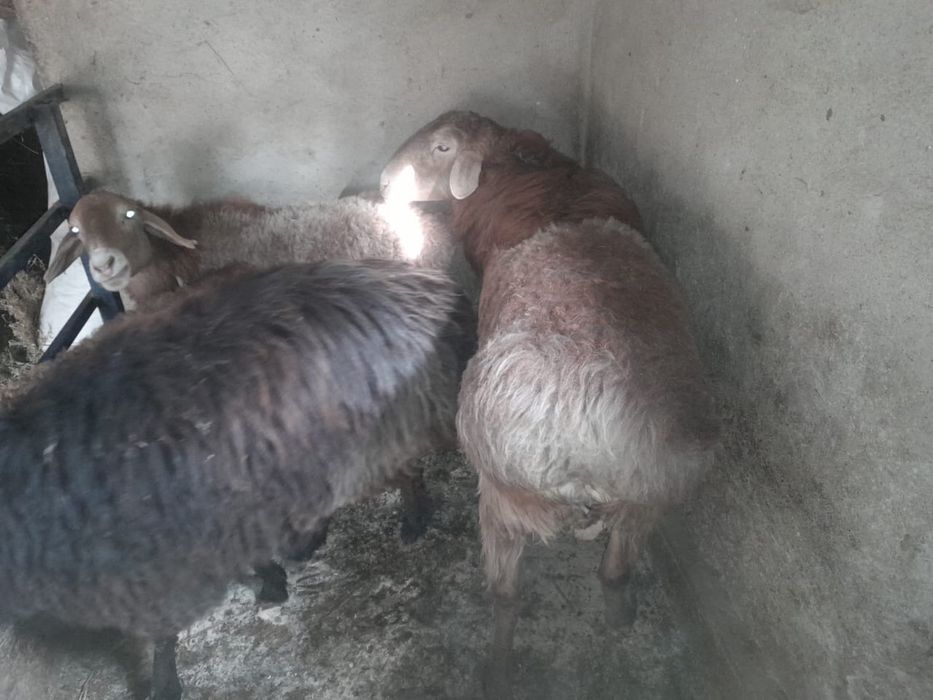 Продам барана кошкар