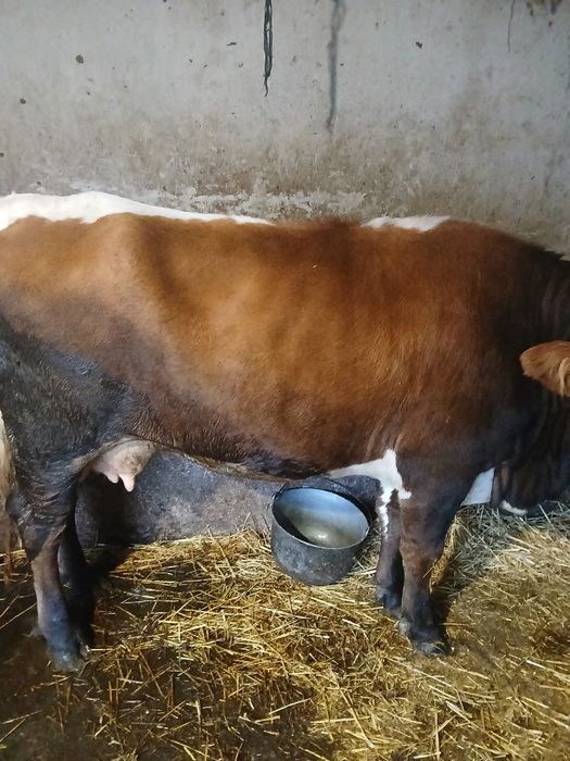 Vând vaca de 5 ani gustata în 4 luni