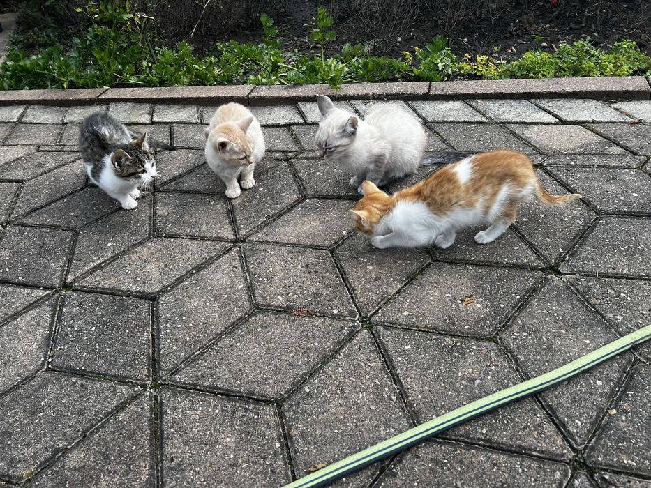 Donez 4 pisoi draguti