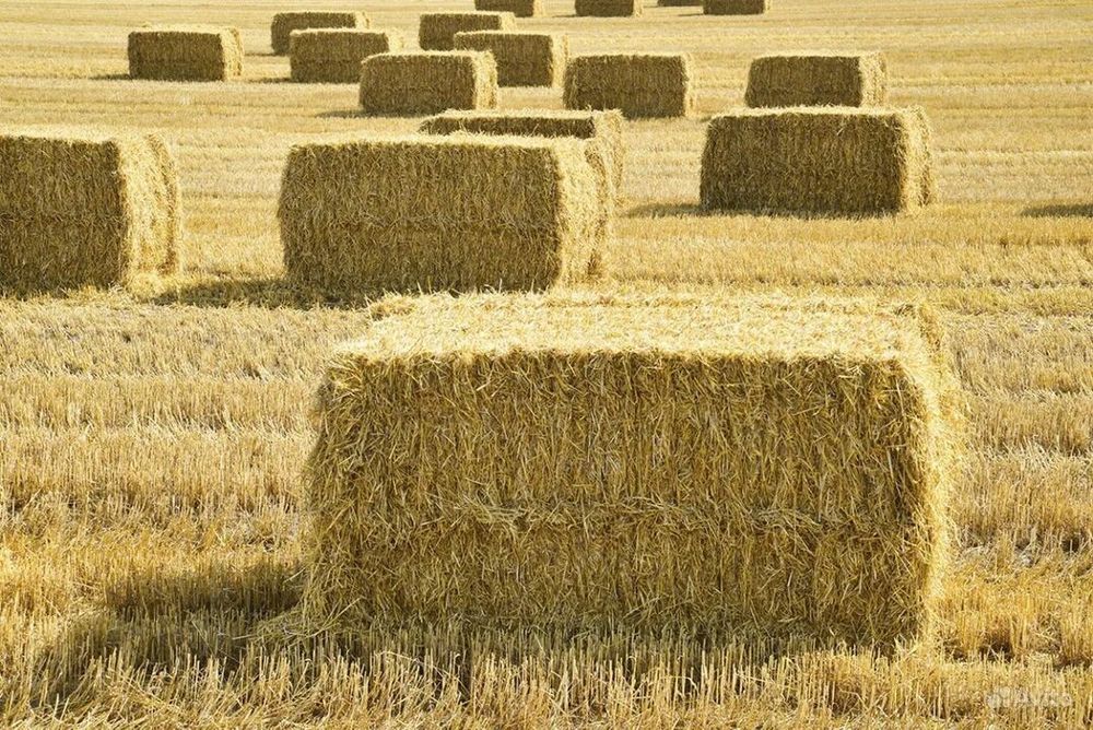 Продам Солому Пшеничную