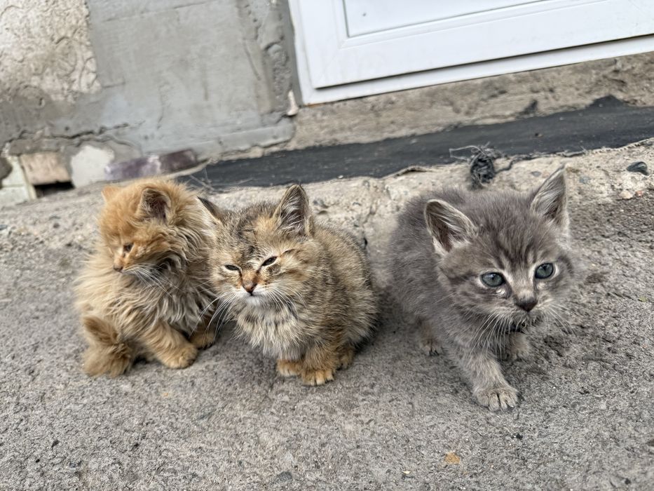 Отдам котят даром в хорошие руки