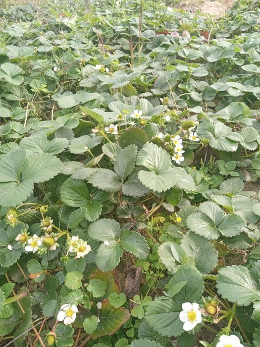 Stolon căpșuni Albion sau Clary