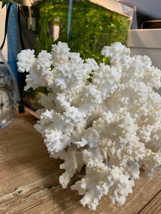 Естествен корал