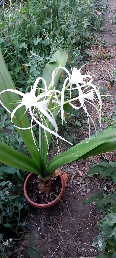 Геменекалис цветок