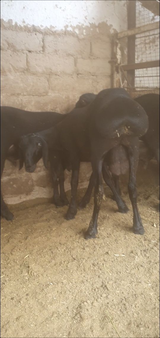 Qirgiz qozi qochqorla uzun narsala soglom
