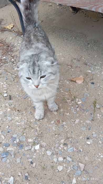 Кот в добрые руки