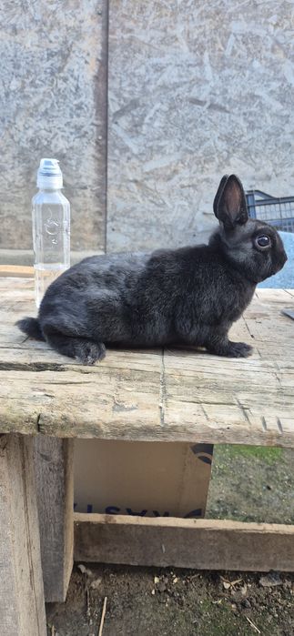 Vând iepure rex pitic