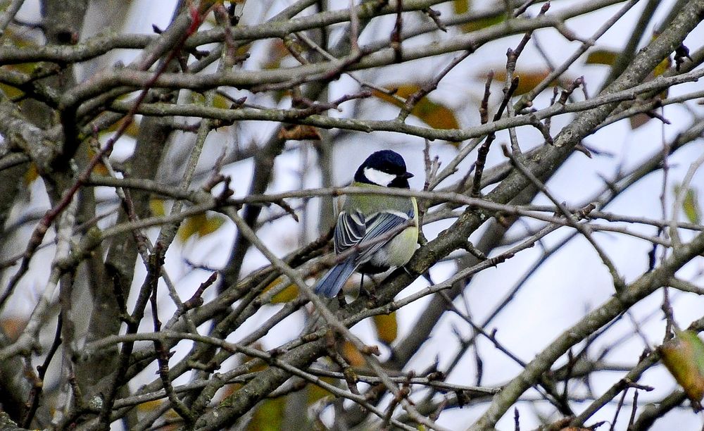 Tamron 16-300mm pt Nikon dx