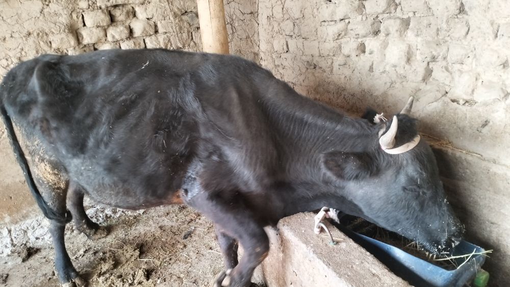 Карова с теленкам