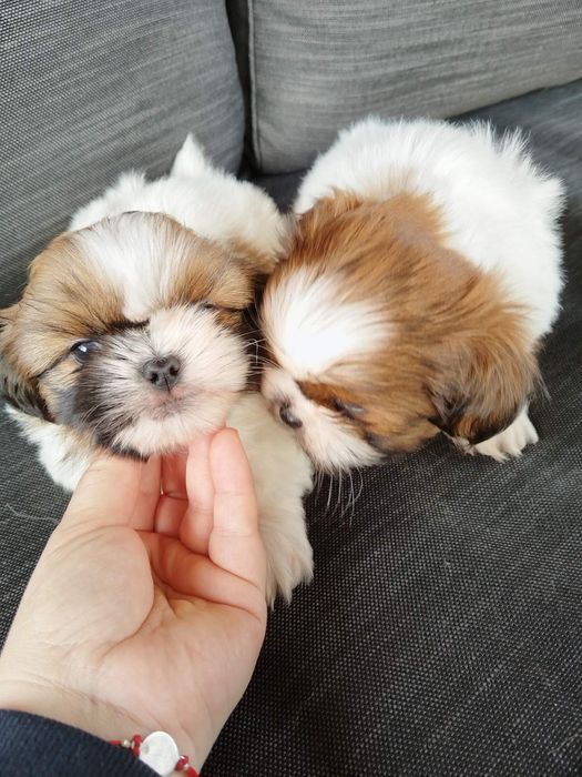 Ши тцу момченца и момиченца