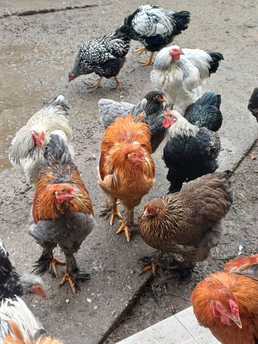 Vând cocoși wyadotte și brahma