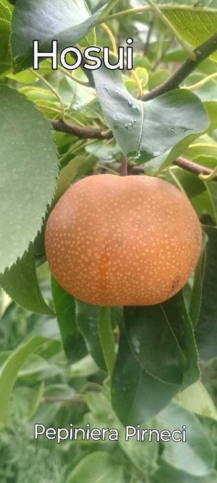 Pomi fructiferi de calitate