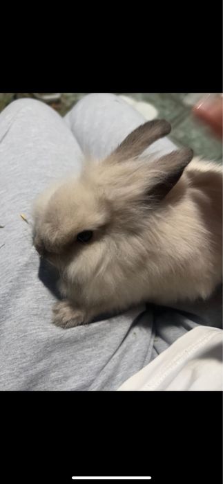 Декаротивные мини кролики